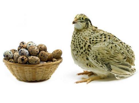 Egg Production in Quails Presence of adequate light is highly recommended for desired egg production from quails. Provide artificial light and heat by using electric bulb or heater.