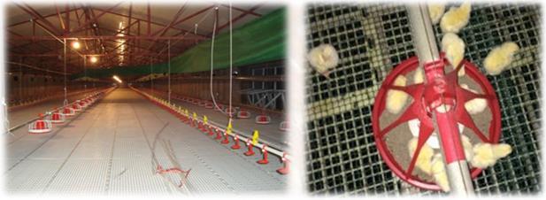 (b) Slatted floor system: wire or wooden slatted floors are used instead of deep litter, which allow stocking rates to be increased to five birds/m 2 of floor space.