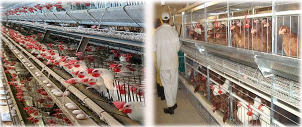 Provided the batteries of cages are set up in the place which is well ventilated and lighted, is not too hot and is vermin proof and that the food meets all nutritional needs, this system has proved