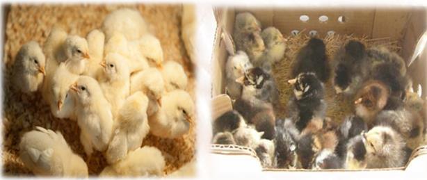 REARING DAY-OLD CHICKS The farmer can buy day-old chicks to rear, or breed his or