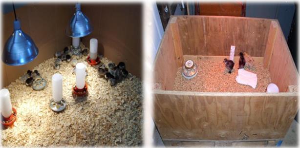What a brooder is? A brooder is a safe, dry, uniformly warm, draft-free place where chicks spend the first weeks of their lives.