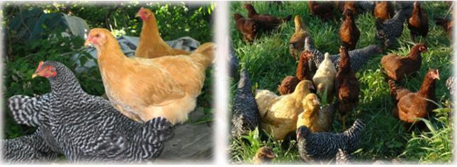 From four weeks of age broiler chicks are managed differently from layer-type chicks. BUYING STARTED PULLETS What are pullets? Pullets are young hens, especially those less than one year old.