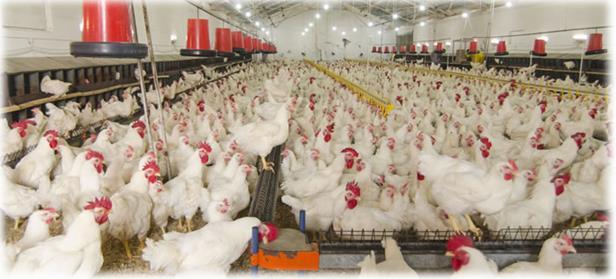 INTRODUCTION TO POULTRY FARMING Poultry farming is the raising of domesticated birds such as chickens, turkeys, ducks, quails, and geese for the purpose of getting meat, or egg production.