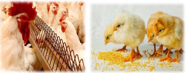 FEEDING POULTRY Feed is one of the main important factors which should be seriously considered. Two-thirds (2/3) of the cost of production are from the feed.