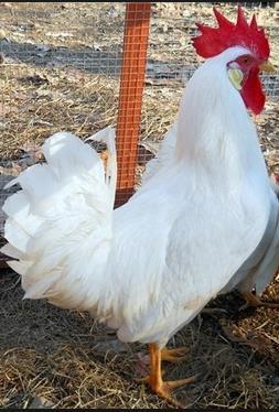 Leghorn Chicken: The Leghorn is a breed of chicken originating in Tuscany, in central Italy.