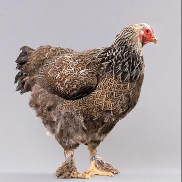 Brahma Chicken: The Brahma is a large breed of chicken developed in the United States from very