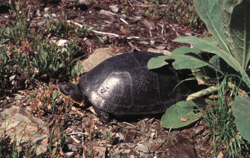 Blanding's Turtle Blanding's Turtle Scientific Name Family Name Emydoidea blandingii (Holbrook, 1838) Emydidae Box Turtles and Pond Turtles Photo credits: Jesse W. Jaycox Did you know?