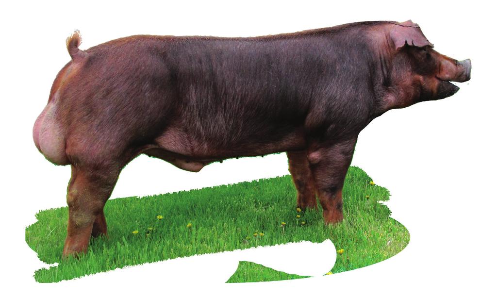 Breed Heritage & Characteristics Duroc Durocs are red pigs with drooping ears.