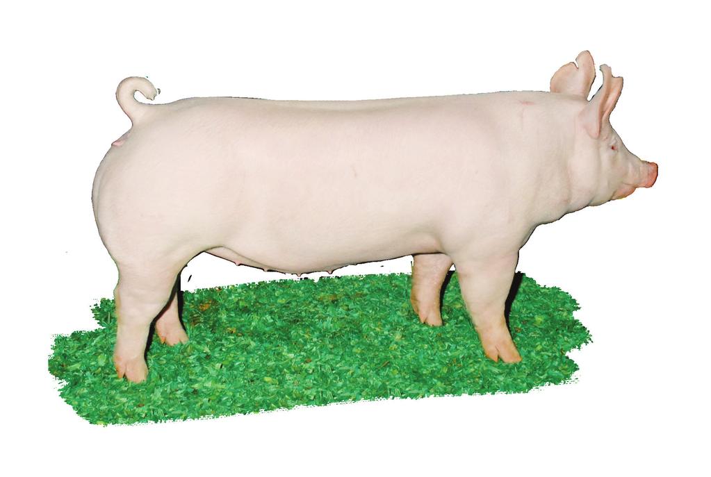 Yorkshire Yorkshires are white in color and have erect ears. They are the most recorded breed of swine in the United States and in Canada.