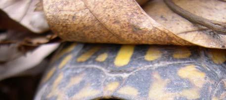 Ecological study of the Eastern Box Turtle (Terrapene c.