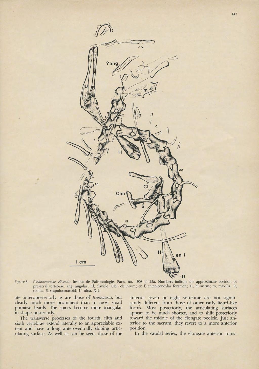 147 Figure 3. CoeluTOsauravUJ elivensis, Institut de Paleonto10gie, Paris, no. 1908-11-22a. Numbers indicate the approximate position ot presacral vertebrae.