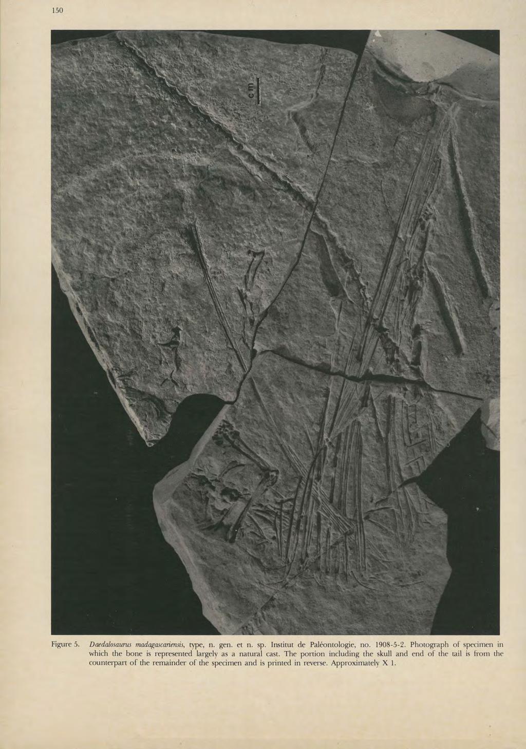 150 Figure 5. Daedalosaurus madagascariensis, type, n. gen. et n. sp. Institut de Pah~ontologie, no. 1908-5-2.