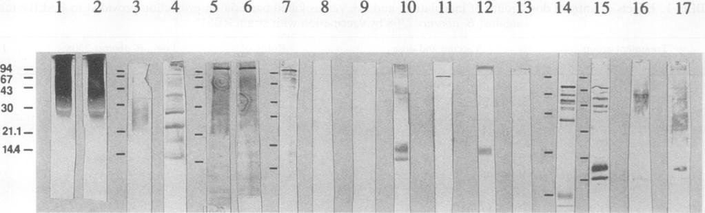 .1-14A -.w H- FIG. 2. Western blot analyses of serum pools from principal and control groups that were vaccinated with strain RB51 and challenged with heterologous Brucella spp.