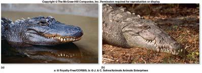Class Crocodilia Crocodiles and