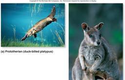 Order Monotremata Platypus and echidna lay eggs, lack placenta, poorly developed nipples Subclass Theria Clade Metatheria - marsupials 7 orders Once widespread, now confined mostly to Australia