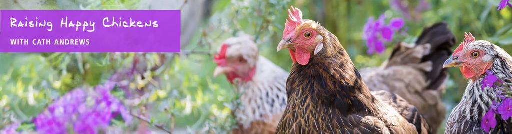 Controlling rats in the chicken coop Free downloadable checklist. Section A. Before you start : know the enemy. Have you noticed changes in your chickens behavior? Are they refusing to roost at night?