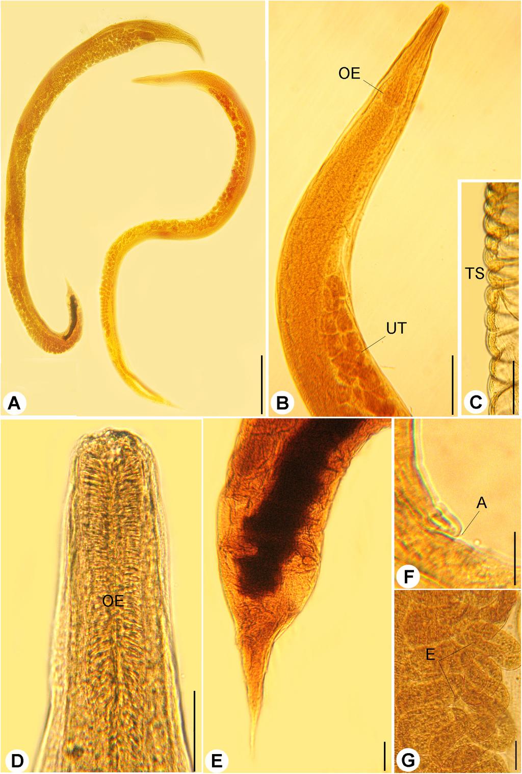 Figure 1 Light micrographs of R. bufonis. (A) Females, left and right lateral views, scale bar 0.7 mm. (B) Anterior part, lateral view; OE, esophagus; UT, uterus, scale bar 0.17 mm.