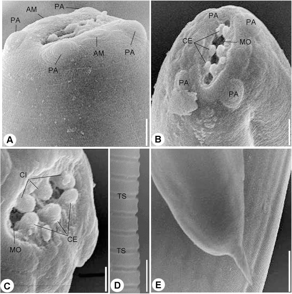 Figure 2 Scanning electron micrographs. (A) and (B) Cephalic end, lateral (A) and Apical (B) views, four papillae (PA) and two amphids (AM) surrounding mouth opening (MO), scale bars 10 mm.