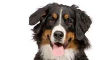 Ensure regular veterinary visits become