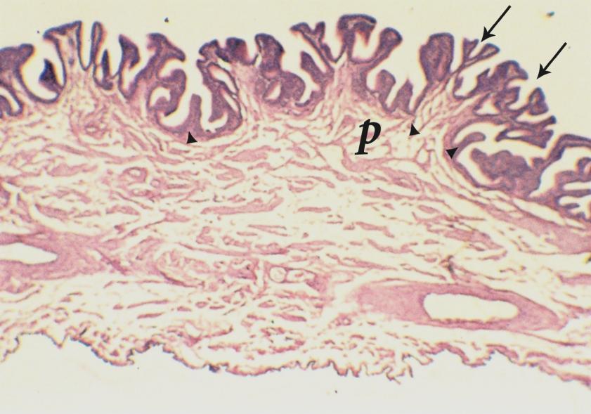 1 Fig (1): Photomicrograph of the infundibulum of ostrich showing: