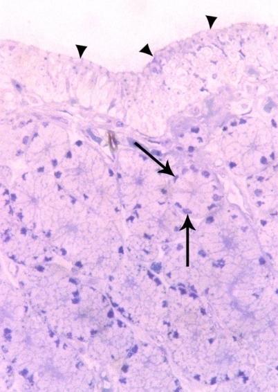 3 4 Fig (3): A photomicrograph of the magnum of ostrich showing pyramidal cells of tubular glands with acidophilic