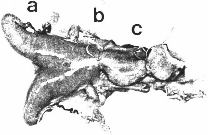 31 Figure 3a Ewe reproductive tract with ligatures.