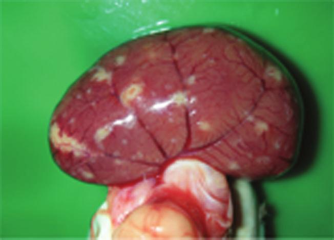 4 Veterinary Medicine International (a) (b) Figure 4: Kidney of a cat with non-eﬀusive FIP. Granulomatous lesions can be seen on the capsular surface and in the parenchyma of the kidney.