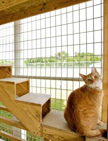 A Catio - an outdoor enclosure for multiple cats - is a