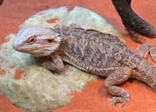 They come in a wide variety of colours including shades of brown, grey and orange. Bearded dragons are so called because their spiny throat projections look similar to a human beard.