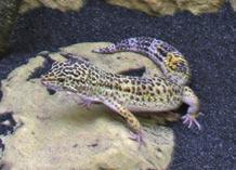 EXO TERRA CARE GUIDE No. 3 Leopard Gecko The Leopard Gecko Latin name: Eublepharis macularis Leopard Geckos are about 6cm (2.5in) long when they hatch and grow to an adult size of 20-25cm (8-10ins).