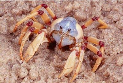 Image: Jeff Wright, QM. Soldier Crab, Mictyris longicarpus. Image: QM.