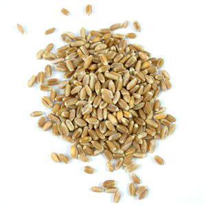fiber Whole grain wheat brown, smooth with round