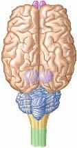 Response Mammals have the most highly developed brains of any animals. As you can see in Figure 32 6, the brain consists of three main parts: the cerebrum, the cerebellum, and the medulla oblongata.