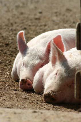 Implementation of the EU Directive on the protection of pigs (1) Enforcement is a priority Enrichement material for pigs Avoidance of routine tail-docking and
