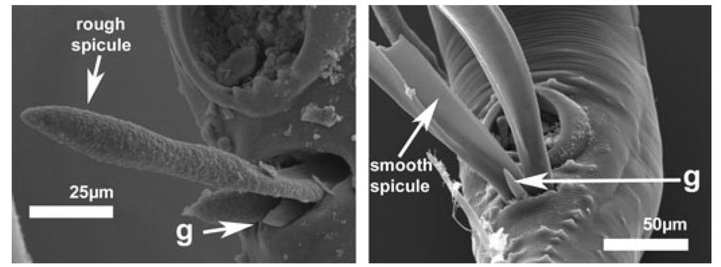467 Figure 9. Surface of the spicules of A. ansirupta (left) and A. vazi (right) contrasting the rough and smooth surface of spicules.