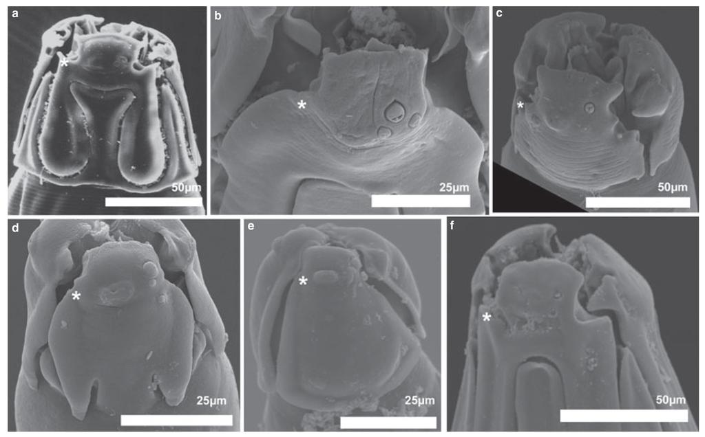 469 Figure 11. Papillae on the sinistroventral lips of six species of Aspidoderidae (character 44). Note three papillae in A. raillieti and N. scapteromi.