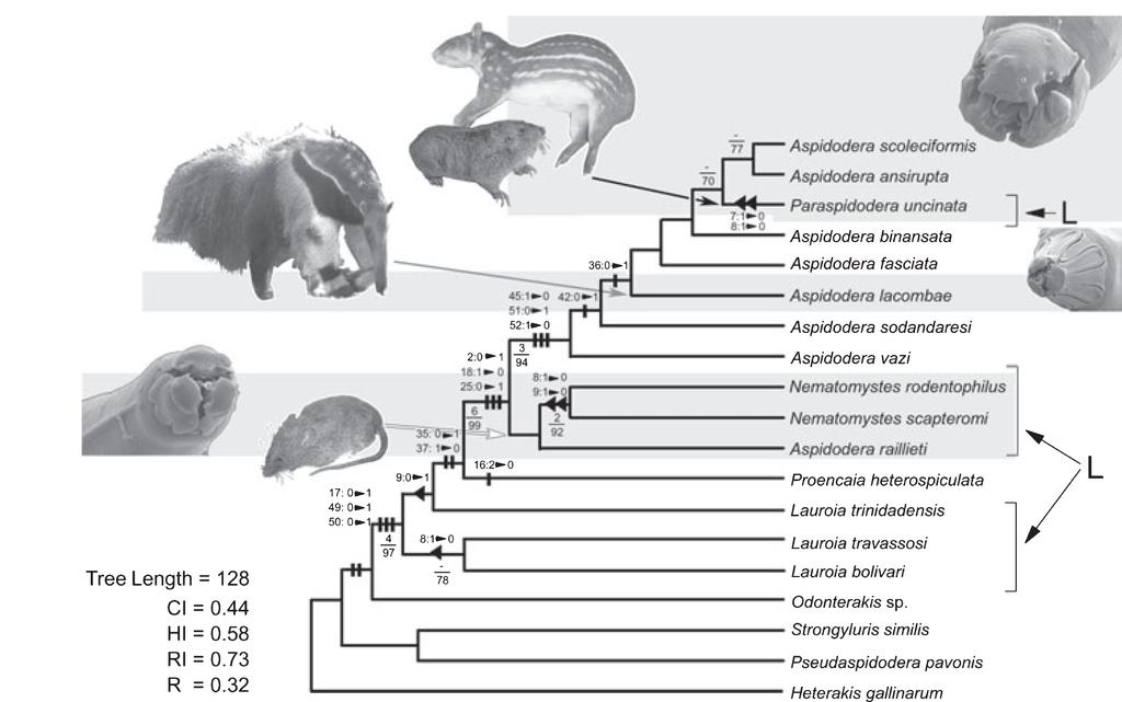 Shortest most parsimonious cladogram resulting from the analysis of the morphological characters of the Aspidoderidae.
