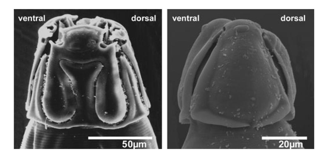 Width of dorsal lip equal to both lateroventrals (0); dorsal lip wider than lateroventrals, occupying most of dorsal half (1).