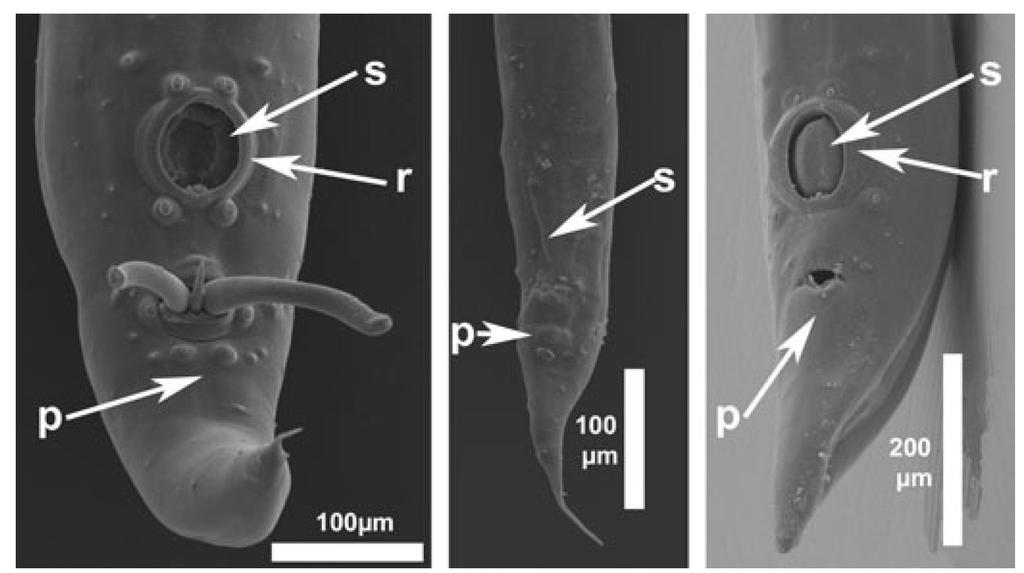 466 Figure 7. Ventral surface of the tail of A. raillieti (left image), L. bolivari (centre), and A. lacombae (right). Note the sucker(s) surrounded by a cuticular rim (r), in A. raillieti and A.