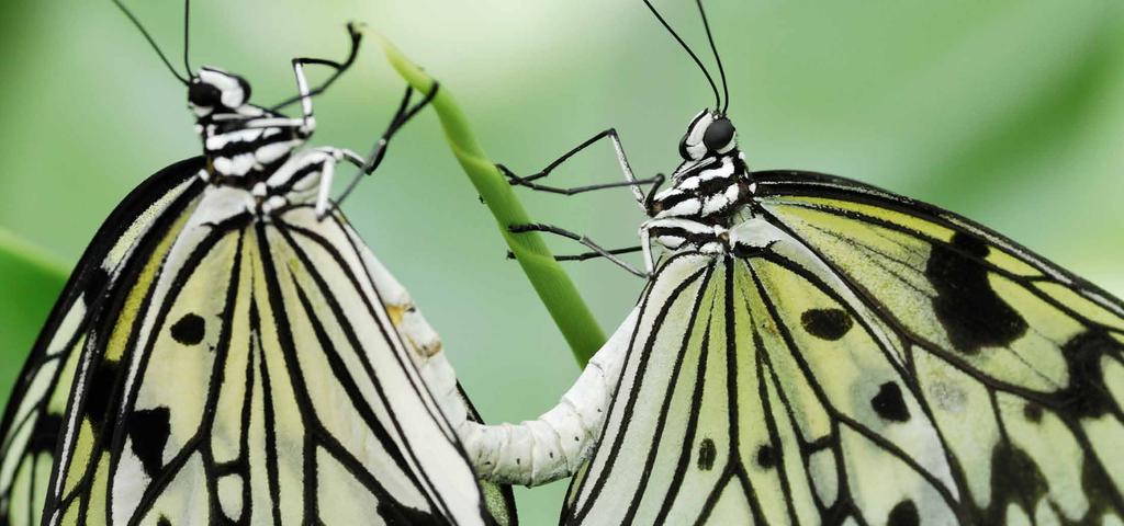 If a butterfly survives long enough it will try to mate. The female begins the process by releasing pheromones, which attract a male to her.