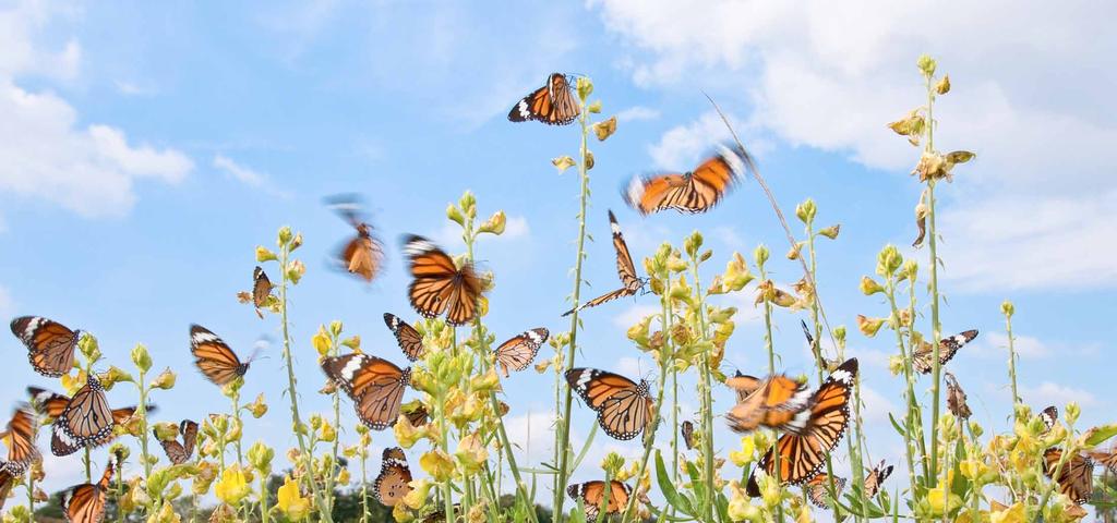 BUTTERFLIES are insects. There are over 20,000 different species around the world. They are often called flying flowers because of their bright and pretty colours.