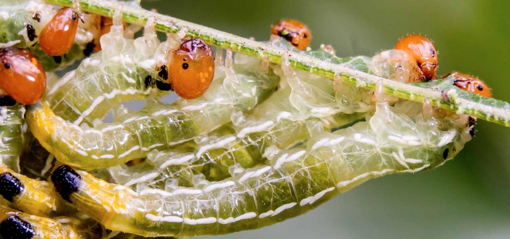 Once the egg hatches, a caterpillar spends most of its time looking for food.