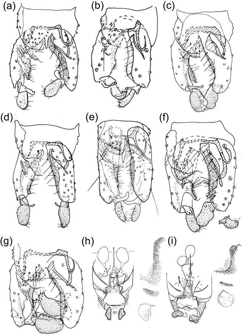 4 P S Cranston and O A Sæther Fig. 2. Stictocladius spp. Male genitalia. (a) Stictocladius lacuniferus, (b) S. pictus, (c) S.