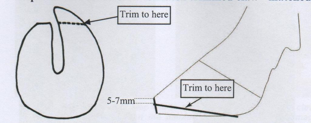 This has lead to the development of the 5 stage trimming method (Dutch method). Step 1 In the hind feet we use the inner toe as the template for trimming.