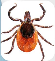 Simcoe Muskoka, 2007 2016 (n=502) Type of Ticks Submitted Blacklegged Tick Acquisition Location