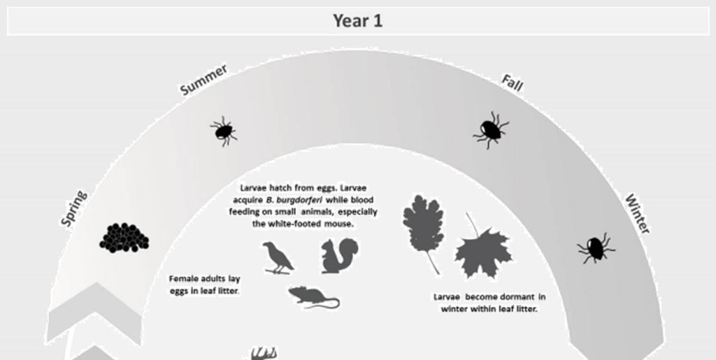 Life Cycle Year 1 Larvae.
