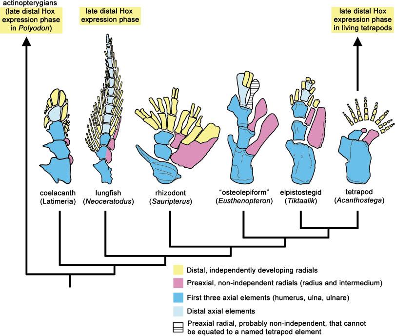 760 Z. JOHANSON ET AL. Fig. 2. Hypothesis of homology for different sarcopterygian pectoral fins/forelimbs.