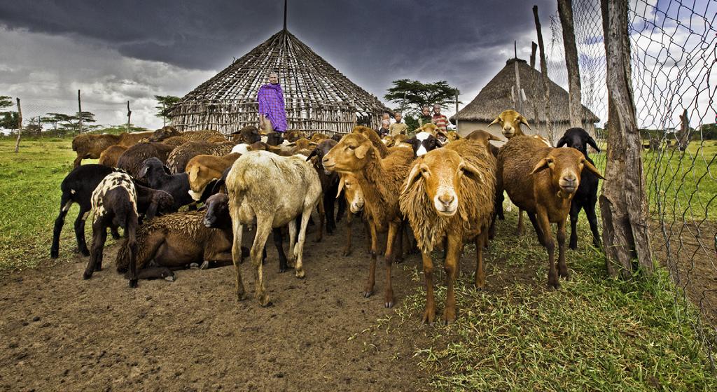 A boma is a fence-like enclosure that protects livestock or homesteads from predators in Africa.