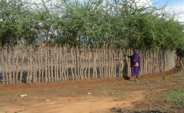 These predator-proof fences are used in other parts of the world under different names. Aside from protecting livestock, how do bomas impact communities?