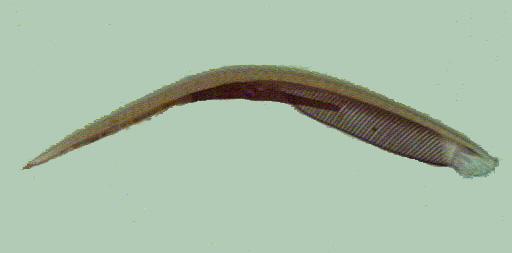 Phylum: Chordata Common Characteristics: Notochord, pharyngeal gill slits, hollow dorsal